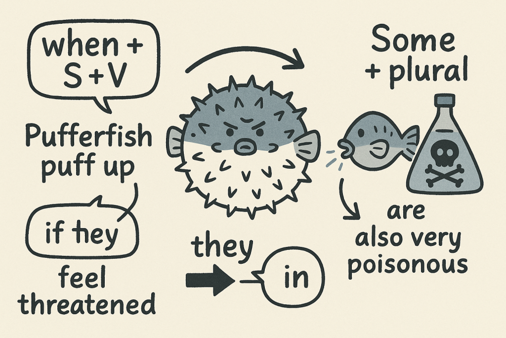 イメージでわかる英文法表現:フグはなぜ膨らむのか?(Why Do Pufferfish Inflate?)