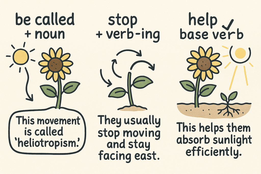 イメージでわかる英文法表現:ひまわりは太陽を追いかける(Sunflowers Follow the Sun)